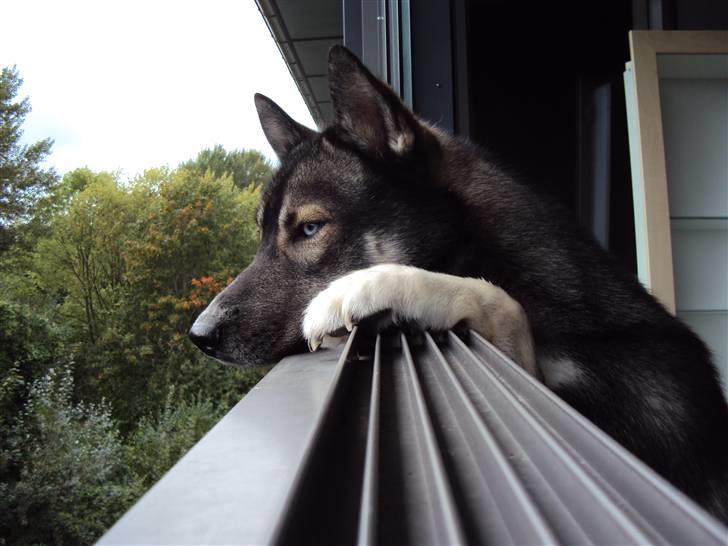Siberian husky Blue billede 7
