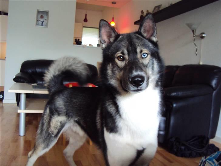 Siberian husky Blue billede 8
