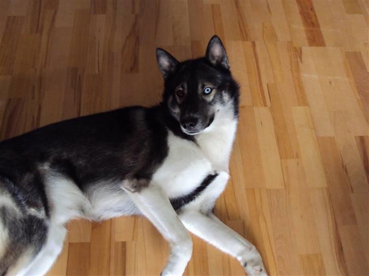 Siberian husky Blue billede 9