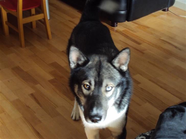 Siberian husky Blue billede 10