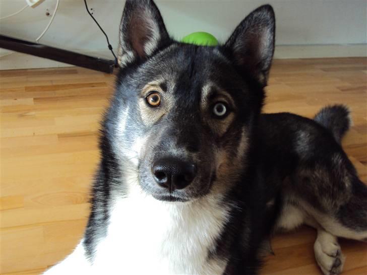 Siberian husky Blue billede 11