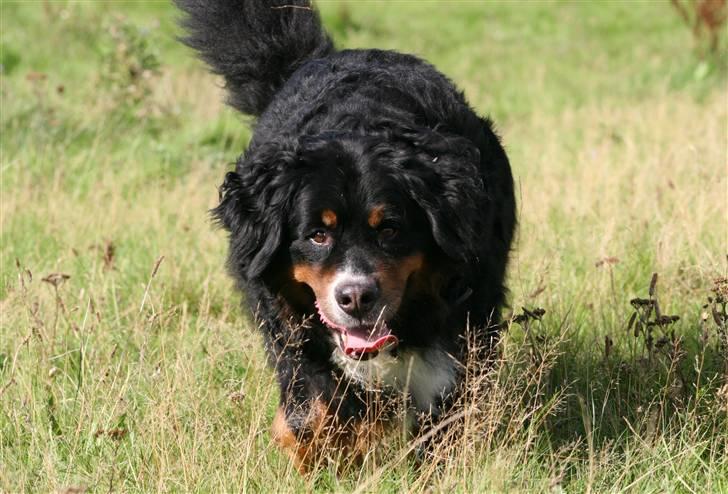 Berner sennenhund Bellis billede 11