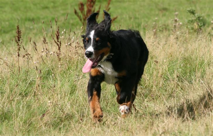 Berner sennenhund Canto billede 8