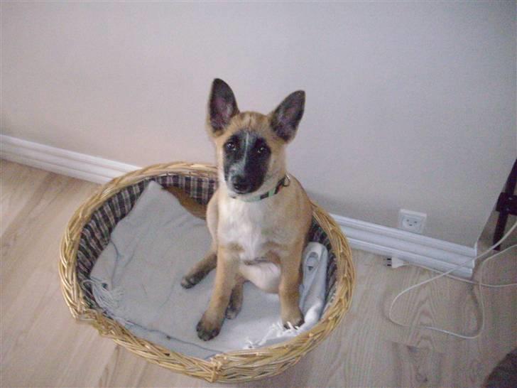 Belgisk hyrdehund Aya - Det varer ikke længe så er den kurv for lille.. billede 5