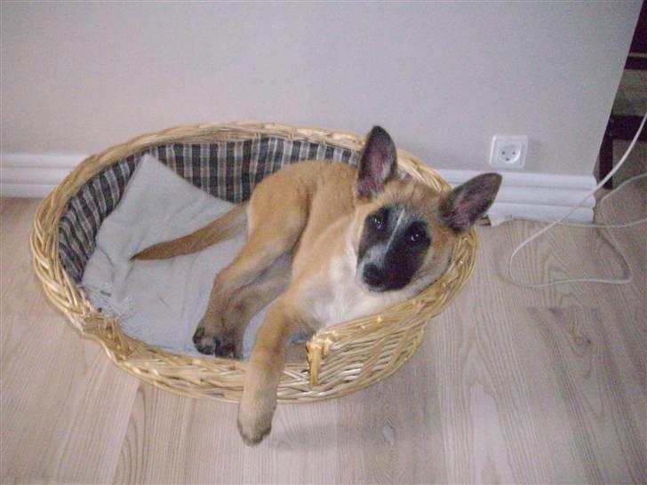 Belgisk hyrdehund Aya - Det varer ikke længe så er den kurv for lille.. billede 6