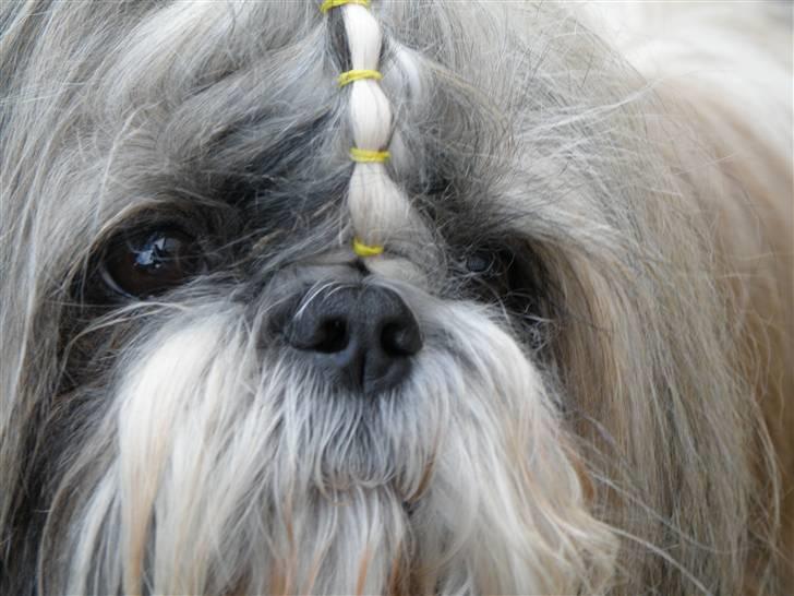 Shih tzu Buster billede 6