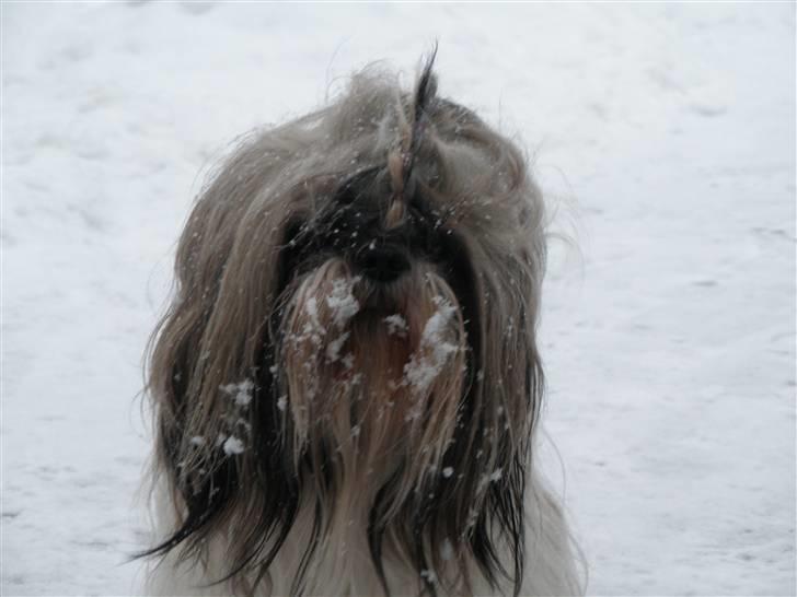 Shih tzu Buster billede 7