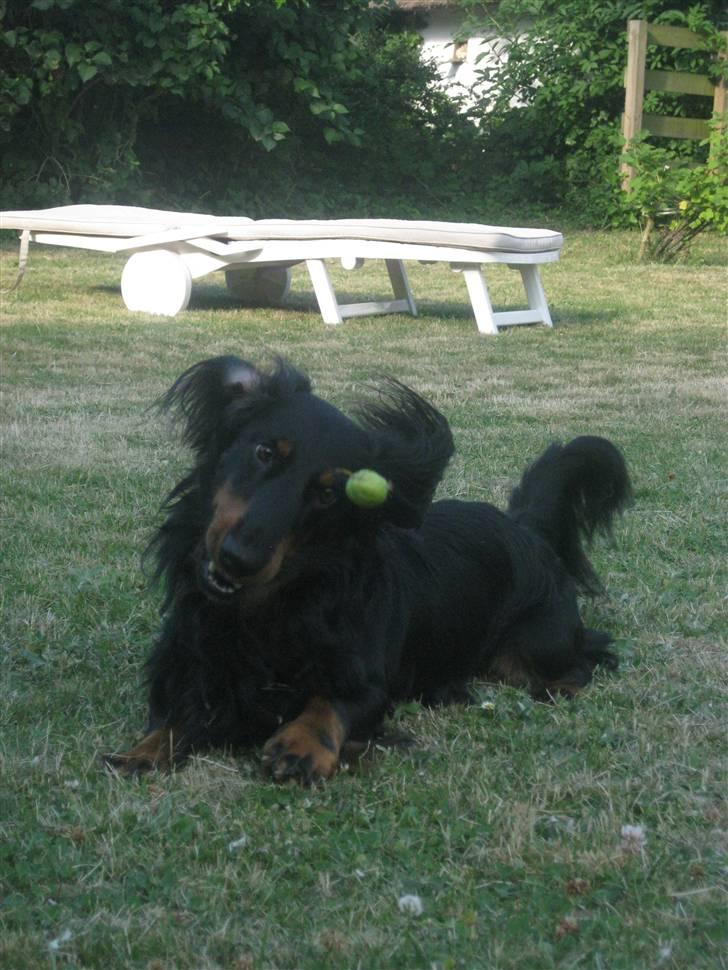 Gravhund Karl  - sommerferie 2010. Super fantastisk billede! :D billede 24