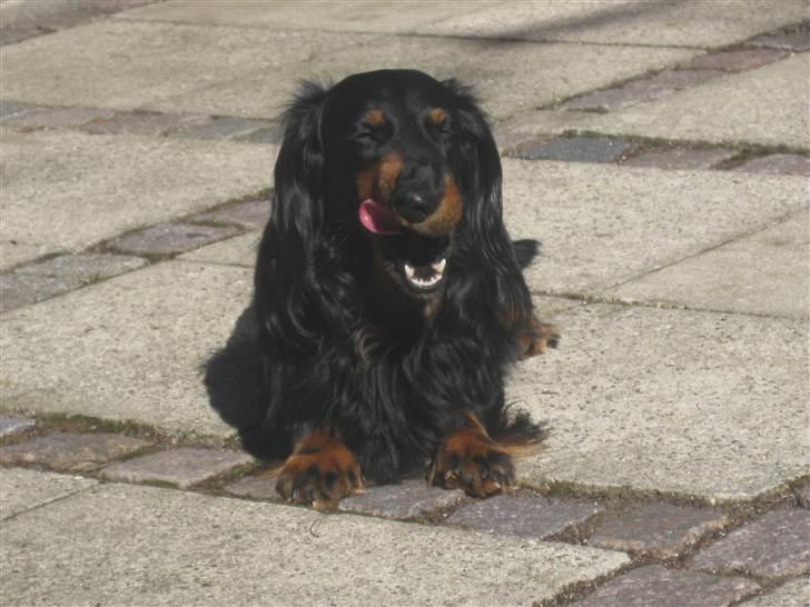 Gravhund Karl  - Nyder vejret billede 27