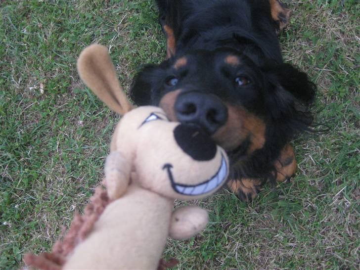 Gravhund Karl  - "Mit dyr, mit dyr"  billede 30