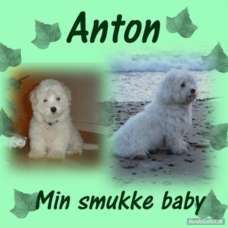 Coton de tulear Anton - Tak for billedet billede 9