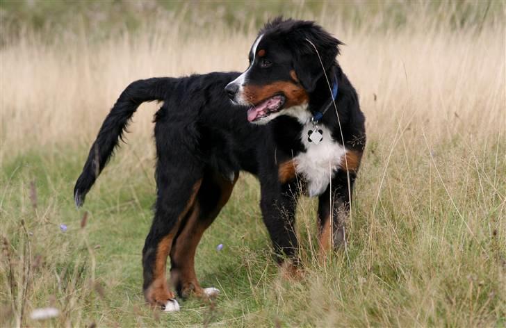 Berner sennenhund Canto billede 9