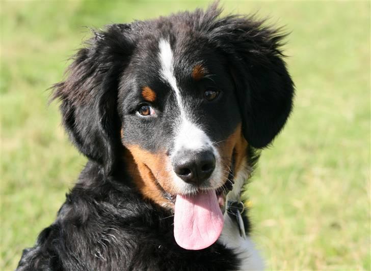 Berner sennenhund Canto billede 10