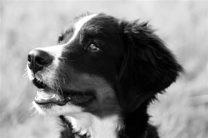 Berner sennenhund Canto billede 11