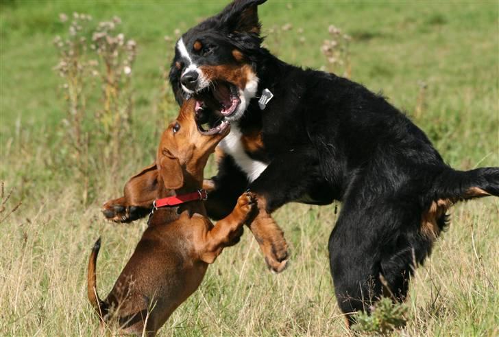 Berner sennenhund Canto billede 12
