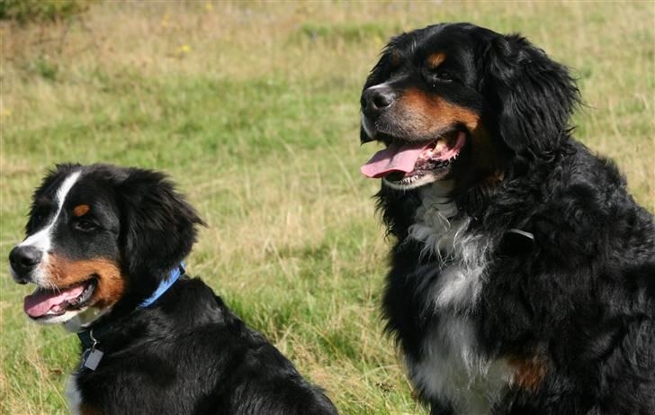 Berner sennenhund Canto - Canto og storesøster Bellis billede 13