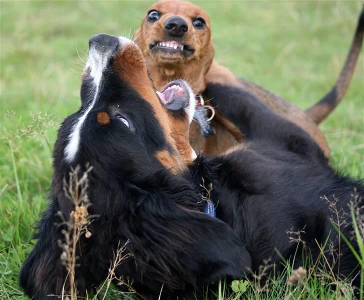 Berner sennenhund Canto - D. 13-09-2010 Canto og killer dog Saxo billede 14