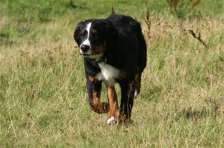 Berner sennenhund Canto - Fund fart på..=) billede 15