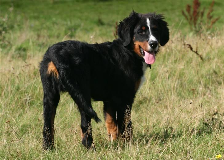 Berner sennenhund Canto billede 16
