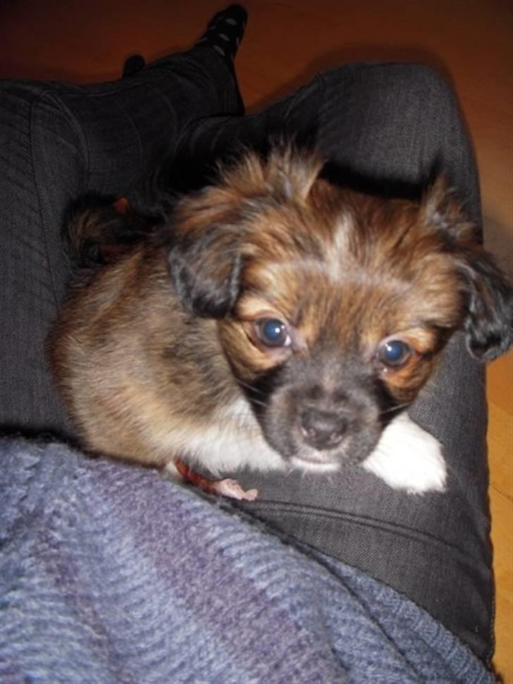 Blanding af racer Frida billede 8