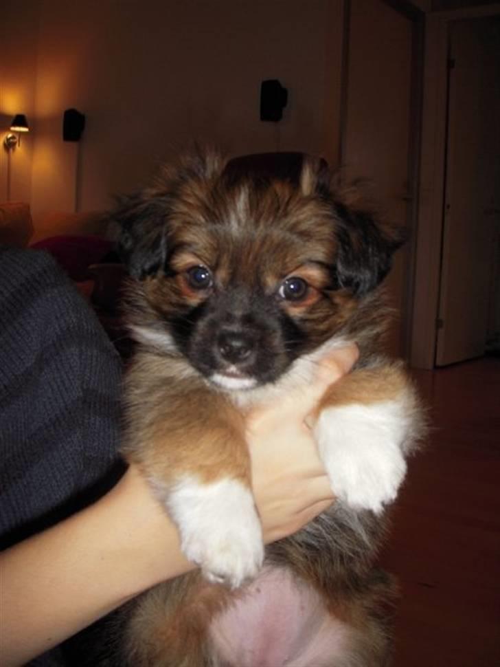 Blanding af racer Frida - se min fine lyserøde mave :) billede 9