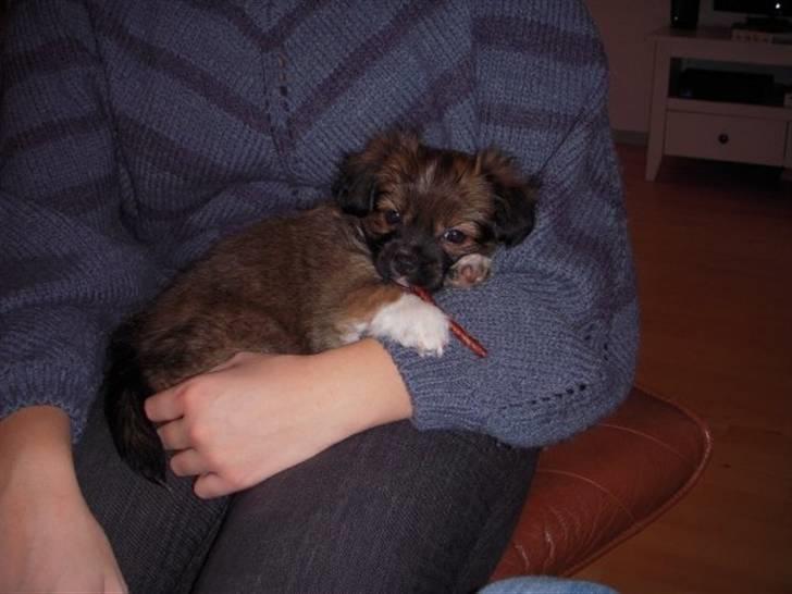 Blanding af racer Frida - mmm det er så rart at sove i mors arm billede 10