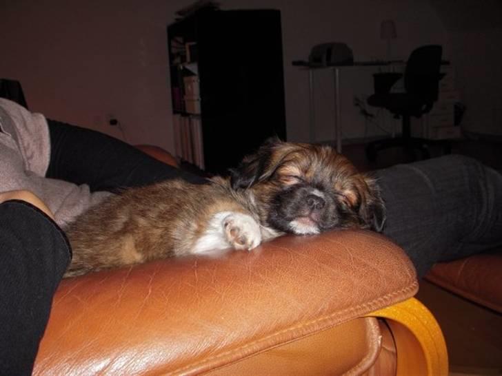 Blanding af racer Frida billede 11