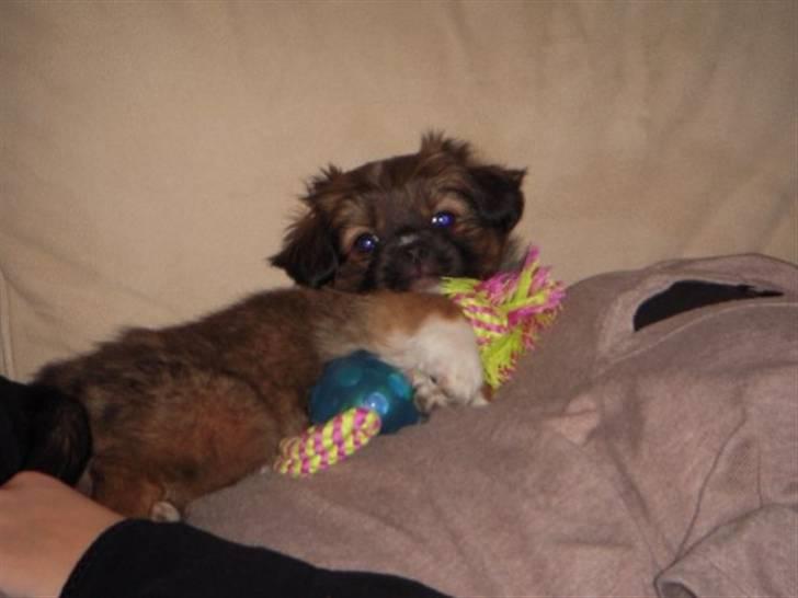 Blanding af racer Frida - 9 uger gammel billede 12