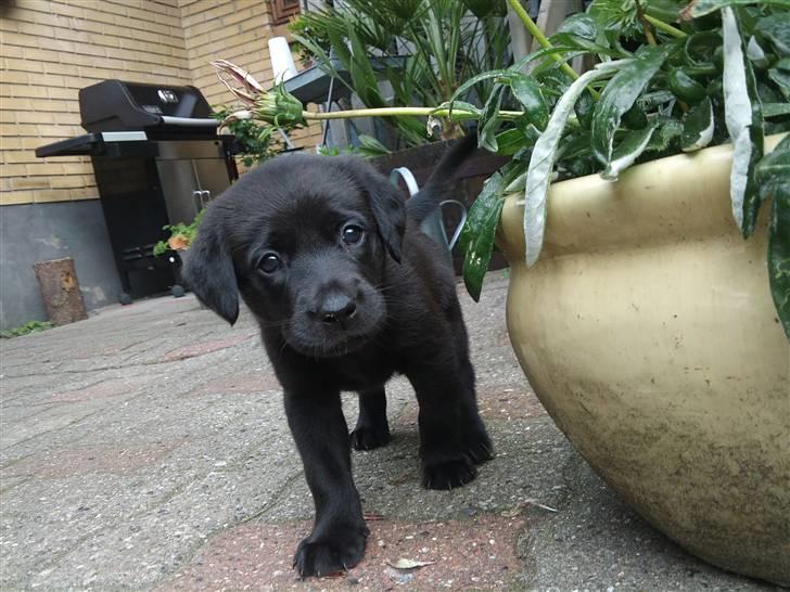 Labrador retriever (Formel 1) Berta - Berta billede 1