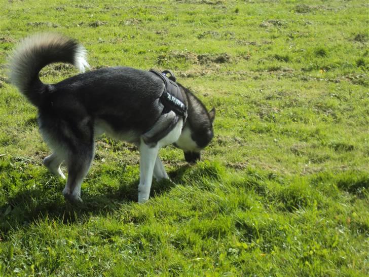 Siberian husky Blue billede 12