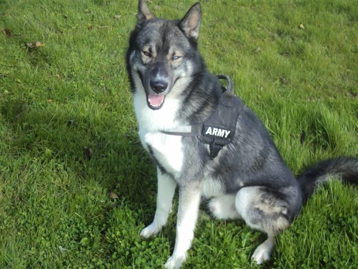 Siberian husky Blue billede 13
