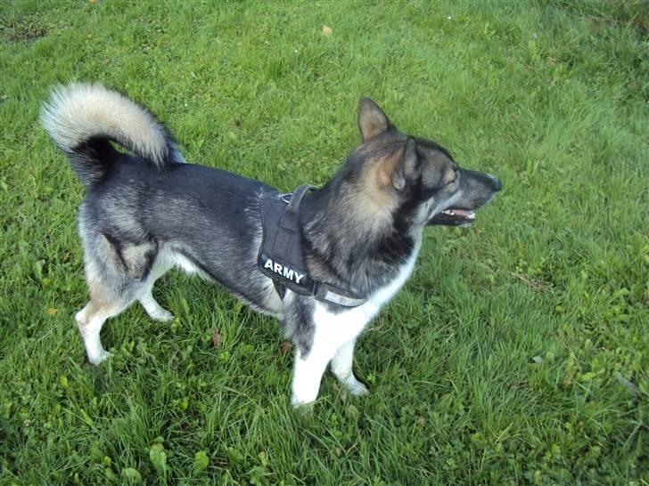 Siberian husky Blue billede 14
