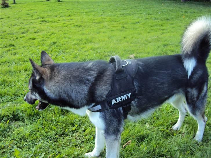 Siberian husky Blue billede 15