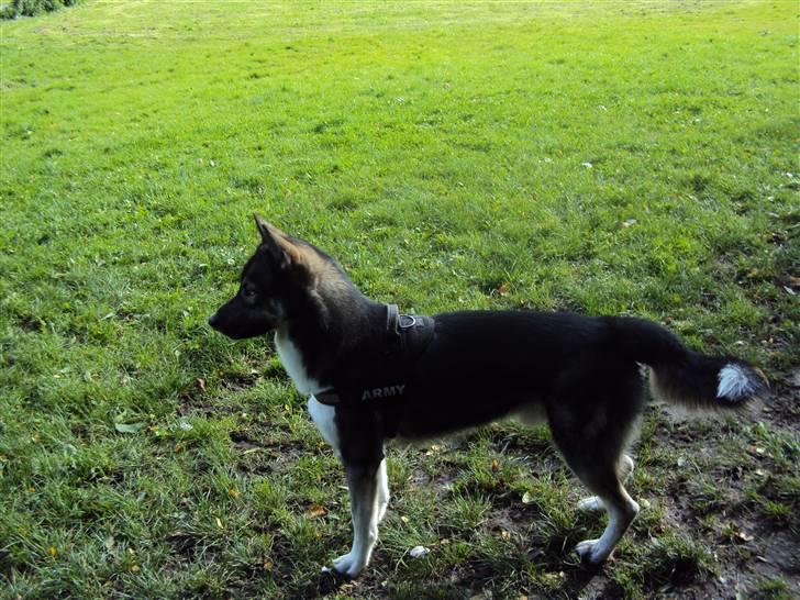 Siberian husky Blue billede 16