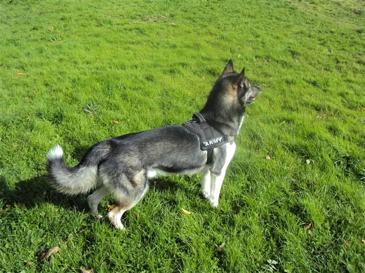 Siberian husky Blue billede 17