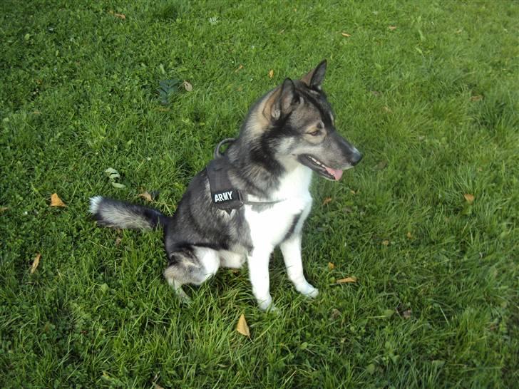 Siberian husky Blue billede 18