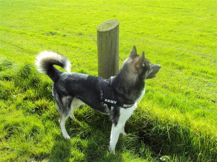 Siberian husky Blue billede 19