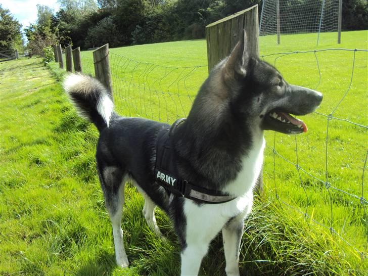Siberian husky Blue billede 20