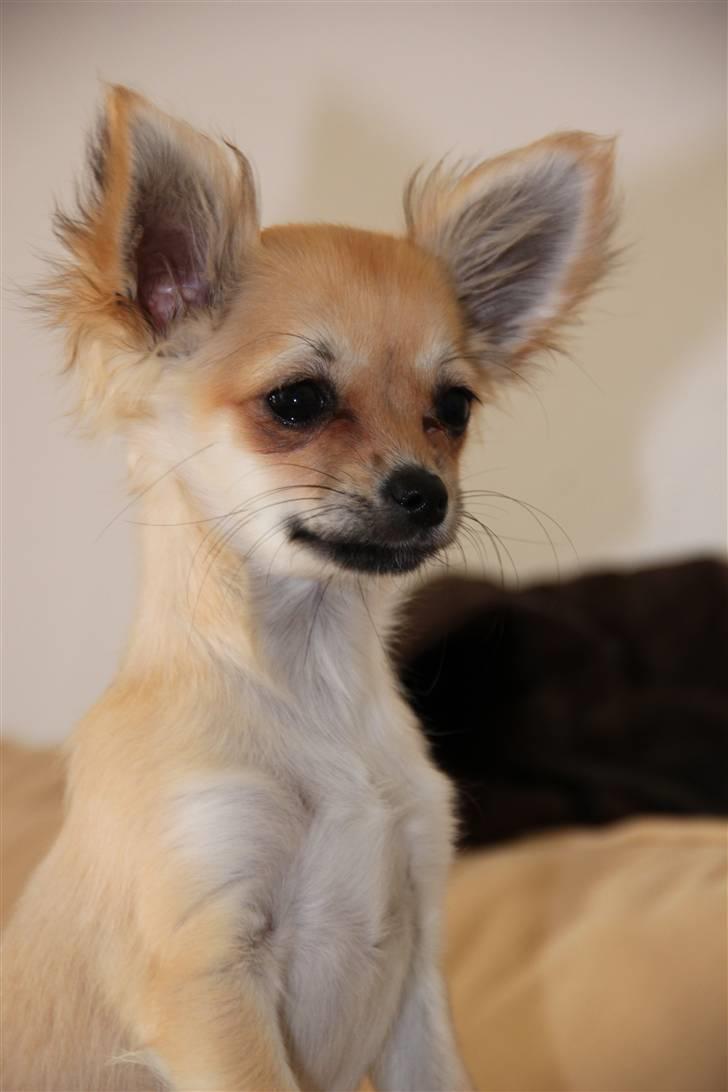 Chihuahua Paris billede 1