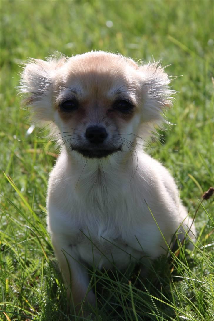 Chihuahua Paris billede 2