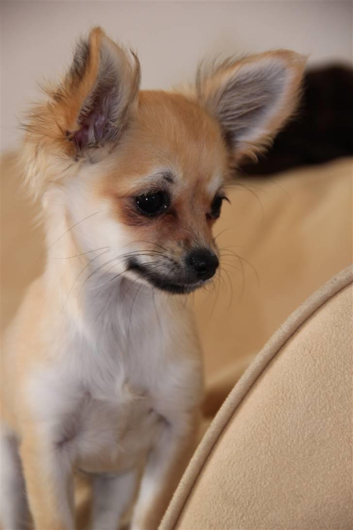 Chihuahua Paris billede 3