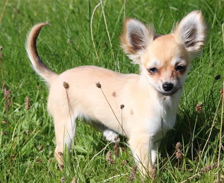 Chihuahua Paris billede 4