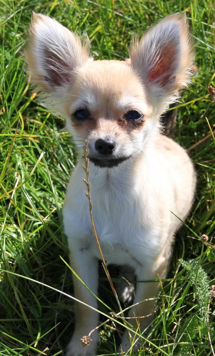 Chihuahua Paris billede 5