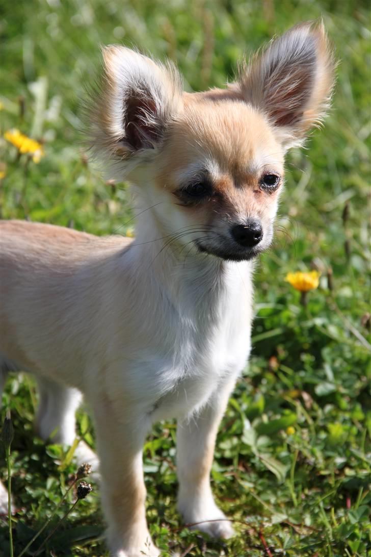 Chihuahua Paris billede 6