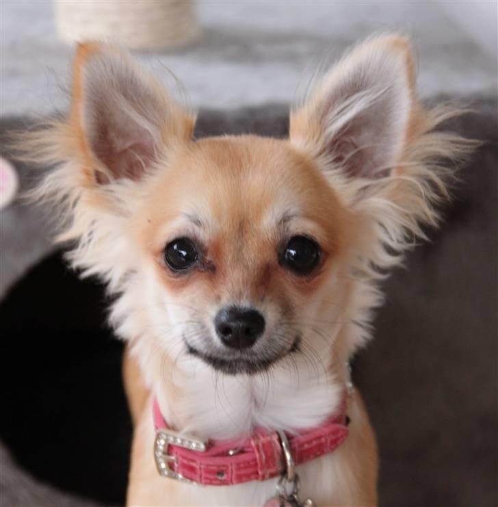 Chihuahua Paris billede 7