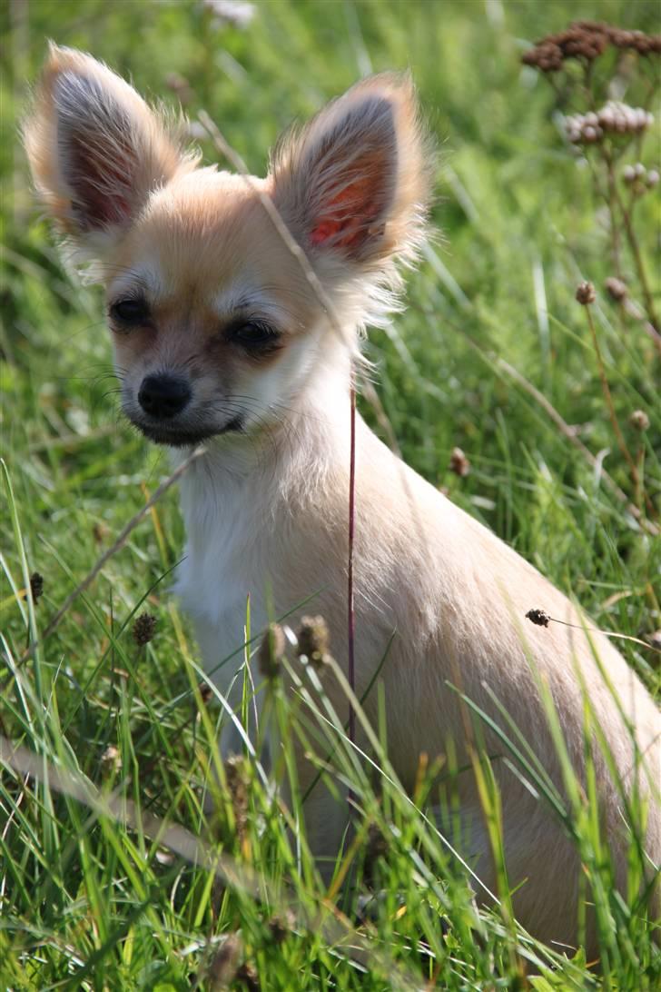 Chihuahua Paris billede 8