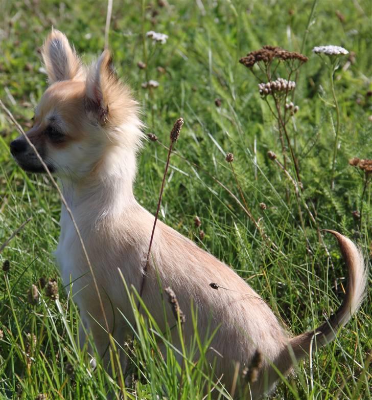 Chihuahua Paris billede 9
