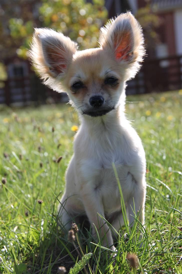 Chihuahua Paris billede 10