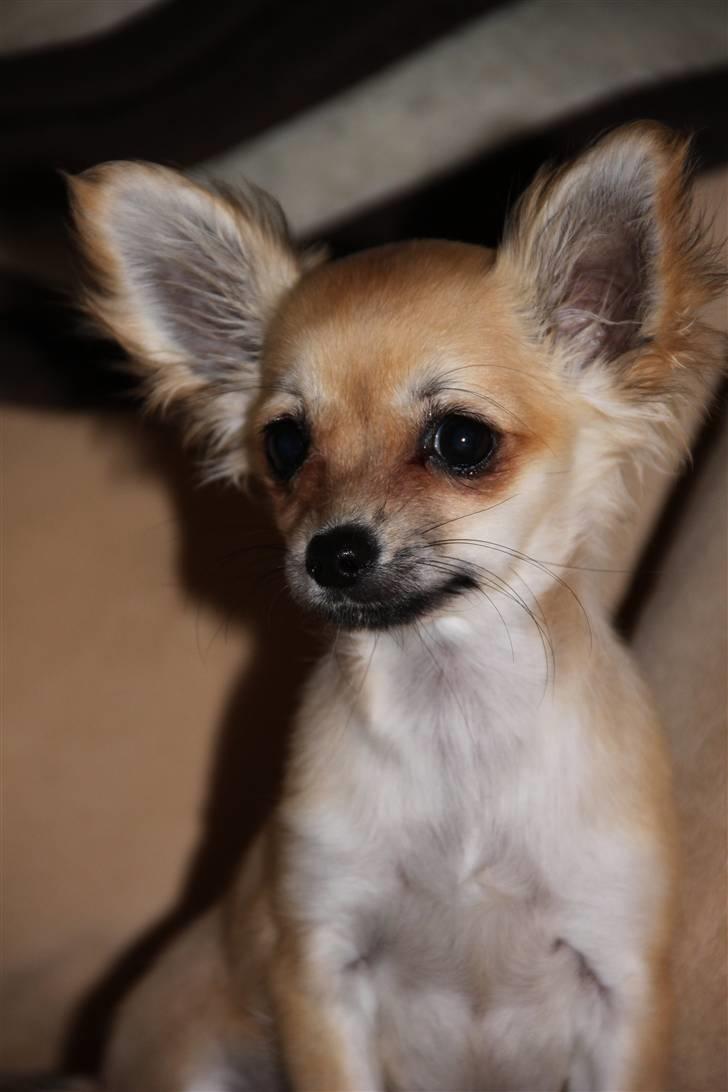 Chihuahua Paris billede 11