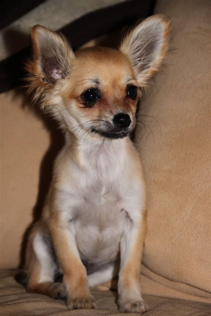 Chihuahua Paris billede 12